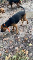 Bonjour je suis disponible samedi prochain 18 novembre pour venir traquer sur vos territoires avec chiens Bruno et anglo qui chassent sanglier,chevreuil et renard département 36 je peux lâcher avec d’autre meutes j’étudie toute proposition merci par avance.
