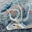 Choosing the Best Caliber for Whitetail Deer Hunting: Expert Guide for Serious Hunters.

When it comes to whitetail deer hunting, choosing the right rifle caliber isn’t j