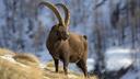ALPINE IBEX HUNTING IN AUSTRIA

Scientific name: Capra Ibex

In the 17th century the Alpine Ibex was almost eradicated. For the people the ibex was a mystical animal and they believed that its bones, blood and even the excrements have a healing effect. Thank God, King Victor Emmanuell II of Sardinia, that he took the Alpine Ibex under protection and assured thus the stock of them . Today we have a very good population in Austria of Alpine Ibex along the main alps, but the number of licenses each year is still very limited.

The Alpine Ibex is active during the day and primarily hunted by stalking and by observing from seats, in the morning and in the afternoon. Depending on the time of the year the hunt takes place all day long.