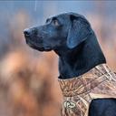 The Labrador Retriever: The Ultimate Hunting Companion

The Labrador Retriever is one of the most popular dog breeds in the world, and for good reason. Known for their intelligence, loyalty, and friendly nature, Labradors are not only great family pets but also exceptional hunting dogs. Whether you're a seasoned hunter or just starting out, a Labrador can be your perfect partner in the field. In this article, we’ll explore the Labrador’s hunting capabilities, their characteristics, how to care for them, and how to train them for hunting.  

What Can a Labrador Hunt?

Labrador Retrievers are versatile hunting dogs, primarily bred for retrieving game. Their strong sense of smell, stamina, and eagerness to please make them ideal for various types of hunting. Here’s what they excel at:  

Waterfowl Hunting: Labradors are natural swimmers, thanks to their water-resistant coat and webbed feet. They are excellent at retrieving ducks, geese, and other waterfowl from lakes, rivers, and marshes.  

Upland Game Birds: Labradors can also hunt pheasants, quail, and grouse. Their ability to track scent and flush out birds makes them a valuable asset in upland hunting.  

Small Game: While not as common, Labradors can be trained to hunt small game like rabbits or squirrels. Their retrieving instincts make them great at bringing back smaller prey.  

Labradors are not typically used for big game hunting, as their size and temperament are better suited for retrieving rather than tracking or holding large animals.  

How to Care for a Hunting Labrador

Diet: A high-protein diet is essential for maintaining their energy levels. Look for dog food formulated for active breeds or working dogs.  

Exercise: Labradors are high-energy dogs that require regular exercise. Daily walks, runs, or play sessions are a must to keep them physically and mentally stimulated.  

Grooming: Their coat is relatively low-maintenance, but regular brushing helps remove dirt and loose hair. After hunting trips, check their paws, ears, and coat for debris or injuries.  

Health Checkups: Regular vet visits are crucial to ensure your Labrador is in peak hunting condition. Pay attention to joint health, as Labradors are prone to hip and elbow dysplasia

The Labrador Retriever is a remarkable hunting dog, combining intelligence, athleticism, and a strong work ethic. Whether you’re hunting waterfowl, upland game birds, or small game, a well-trained Labrador can be an invaluable companion. By understanding their characteristics, providing proper care, and investing time in training, you can unlock their full potential as a hunting partner. With patience and dedication, your Labrador will not only excel in the field but also become a beloved member of your family.