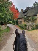 My favourite time of the year. Enjoying autumn on my boy (Archie) in the beautiful Cotswolds 💙