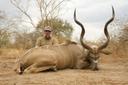 An incredible Western Kudu taken last week in Chad.
