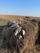Goose Hunting in 2024: A Comprehensive Guide

As the crisp air of autumn blankets the landscape, the anticipation of goose hunting season stirs excitement among outdoor enthusiasts. With 2024 just around the corner, hunters are eager to prepare for what promises to be an exhilarating season. In this article, we will explore essential tips, regulations, techniques, and equipment needed for a successful goose hunting experience this year.

The Importance of Preparation

Before heading into the field, preparation is key. Research your local hunting regulations, which can change annually. The U.S. Fish and Wildlife Service, along with state wildlife agencies, provides valuable resources on hunting seasons, bag limits, and licensing requirements. Staying informed ensures a lawful and responsible hunting experience.

Understanding Goose Species

In 2024, hunters will encounter various species of geese, including the Canada Goose, Snow Goose, and Ross's Goose. Understanding the differences between these species is crucial for identifying your target and following regulations regarding specific hunting requirements or restrictions.

Ideal Hunting Locations

Finding the right hunting location is pivotal for a successful hunt. Geese typically favor agricultural fields, wetlands, and open water. Scout potential hunting spots in advance:

Fields: Look for harvested crops, such as corn or wheat, which attract geese looking for food.

Wetlands: Ponds and marshes are ideal for hunting as they provide a natural habitat for geese.

Flyways: Familiarize yourself with the migration patterns and stopover points of geese to maximize your chances.

Essential Gear for Goose Hunting

Equipping yourself with the right gear can make all the difference. Here are some must-have items for the 2024 season:

1. Shotgun and Ammunition

A reliable shotgun (12-gauge is common) paired with non-toxic shot is essential for ethical hunting. Consider using larger shot sizes, such as BB or No. 2, to effectively take down geese.

2. Decoys

Invest in high-quality decoys that mimic the look and behavior of real geese. A mix of full-body and shell decoys can create an enticing spread that attracts incoming flocks.

3. Calls

Mastering goose calls can significantly improve your success rate. Invest in both honker and snow goose calls, and practice regularly to ensure your calls sound realistic and appealing.

4. Camouflage

Proper camouflage is crucial for blending into your surroundings. Wear nature-patterned clothing, and use a blind or natural cover to conceal your presence. Staying hidden will increase your chances of encountering geese.

Techniques for Success

Scouting and Timing

Successful goose hunting revolves around proper scouting and timing. Watch geese during their feeding and resting patterns. Early mornings and late afternoons are typically the best times to hunt, as geese are more active during these hours.