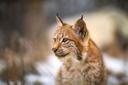 Výzkumná organizace ALKA Wildlife a Správa Národního parku Šumava realizují společný projekt TAČR SS05010140: Přežívání dospělých samic rysa ostrovida – výzkum hrozeb v jádru a na okraji šumavské populace. Sbírají všechny informace včetně historických o případech úhynu rysa ostrovida (Lynx lynx) na silnici, železnici, v důsledku pytláctví nebo jiných příčin. A to z celých Čech.