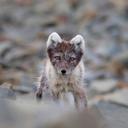 'Springtime ear tips between rocks' Image by David Lerch.

Finalist in 'The Best of 2022'