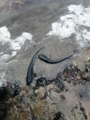15 ноября 2022 г. произведено зарыбление водоема фонда запаса оз.Белое в Городокском р-не вблизи д.Сурмино.
Рыбопосадочный материал приобретен в ОАО «Рыбхоз «Волма» в количестве:
Щука сеголетка 2,772 тыс.экземпляров , среднештучная навеска 220 гр, общий вес 610 кг
Язь 2-х леток 2,500 тыс.экземпляров , среднештучная навеска 100 гр, общий вес 250 кг
Сом разновозрастной 0,300 тыс.экземпляров , среднештучная навеска 1000гр, общий вес 300 кг
Карп 2-х леток 1,057 тыс.экземпляров , среднештучная навеска 350 гр, общий вес 370 кг
Всего вселено 6,629 тыс.экземпляров и весом 1530 кг.
 
16  ноября 2022 г. произведено  зарыбление водоема фонда запаса р.Западная Двина в аг.Улла в Бешенковичском р-не.
Рыбопосадочный материал приобретен в ОАО «Рыбхоз «Волма» в количестве:
Щука сеголетка 11,818 тыс.экземпляров , среднештучная навеска 220 гр, общий вес 2600 кг
Толстолобик 2-х леток 0,533 тыс.экземпляров , среднештучная навеска 1500 гр, общий вес 800 кг
Сом разновозрастной 0,400 тыс.экземпляров , среднештучная навеска 1000гр, общий вес 400 кг
Карп 2-х леток 1,057 тыс.экземпляров , среднештучная навеска 350 гр, общий вес 370 кг
Всего вселено 12,751 тыс.экземпляров и весом 3800 кг.
Общая сумма зарыбления составила более 63,00 тыс.рублей,  финансирование за счет членских взносов рыболовов РГОО «БООР».