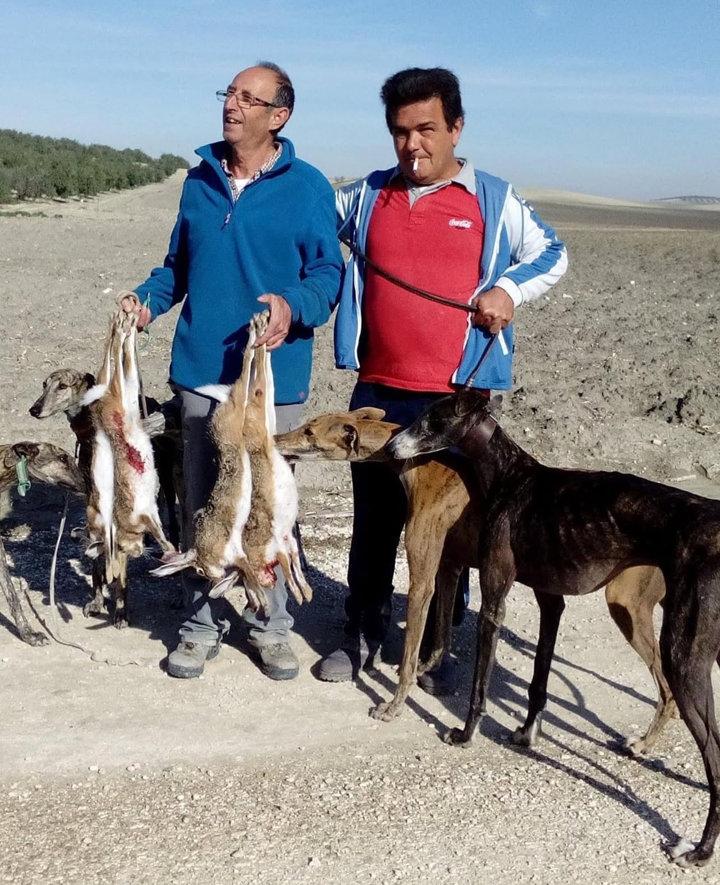The Saluki: An Ancient Hunting Dog with Timeless Skill