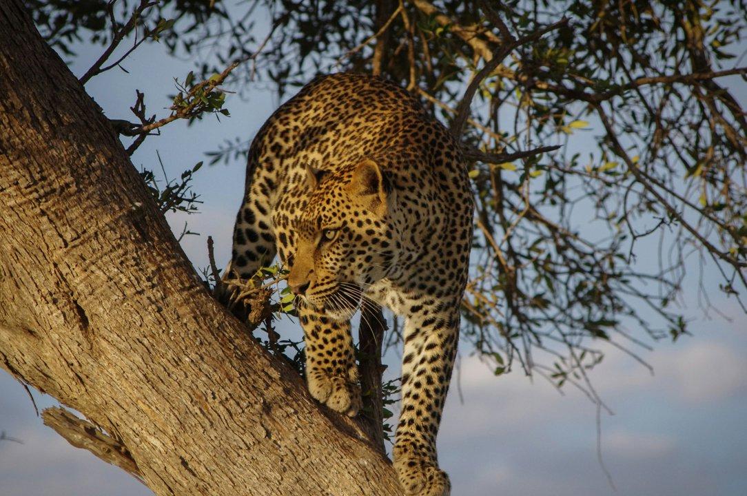 Hunting in MAPUTO: A Historical and Modern Perspective on Geography, Wildlife, and Regulations in Mozambique's Unique Hunting Grounds