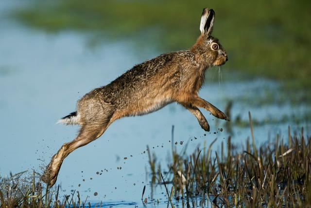 <strong>Hunting</strong> in SIDI BOUZID: Terrain and Ecological Features, Hunter Demographics and Participation in Tunisia (PART II)