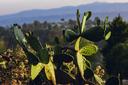 Caza en las Islas Baleares: Una Experiencia Cinegética Única Entre Paisajes Mediterráneos, Especies Autóctonas y Regulaciones Especiales

Las islas Baleares, ubicadas en 