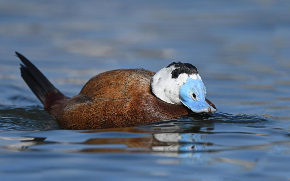 Duck hunting in Kenitra (Morocco): A complete guide for hunters.