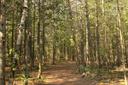 La chasse en FORÊT MIXTE au Canada: Types de chasse, espèces locales et territoires forestiers

La forêt mixte du Canada est une région naturelle exceptionnelle qui attire les chasseurs du monde entier. Constituée d’un mélange unique de résineux et de feuillus, cette écosystème diversifié offre des opportunités uniques pour la chasse. Dans cet article, nous explorerons les caractéristiques géographiques, démographiques, légales et culturelles associées à la chasse dans ces forêts canadiennes. 

Caractéristiques géographiques et naturelles de la région  

Les forêts mixtes du Canada s’étendent principalement dans l’est du pays, notamment dans les provinces comme le Québec, l’Ontario et certaines parties du Nouveau-Brunswick. Ces régions bénéficient d’un climat tempéré avec une humidité abondante, créant ce que beaucoup considèrent comme un véritable sanctuaire pour la faune. Les habitats varient de zones boisées denses peuplées de pins, sapins et bouleaux, à des clairières ouvertes où les animaux viennent se nourrir. Ces forêts sont également riches en biodiversité, abritant des espèces emblématiques telles que l’ours noir américain, le cerf de Virginie, ainsi que des oiseaux tels que le pic-bois et l’aigle impérial. Cette variété fait des forêts mixtes un terrain de chasse privilégié pour ceux qui cherchent à observer et traquer des proies variées. 

Démographie des chasseurs dans la région  

Bien que les données précises sur le nombre exact de chasseurs dans ces régions soient rares, on estime qu’environ 10 % de la population adulte canadienne pratique la chasse. Cela inclut les résidents locaux mais aussi des touristes internationaux attirés par la richesse faunique et les vastes territoires accessibles. Les provinces de l’Est, en particulier, accueillent chaque année des milliers de chasseurs venus vivre une expérience immersive au cœur de la nature sauvage. 

Types de chasse pratiqués dans la région  

La chasse en forêt mixte se décline en plusieurs formes: 
    Chasse au gros gibier: L’ours noir et le cerf de Virginie sont les cibles préférées. Leur présence dans ces forêts est due à leur capacité à s’adapter aux environnements mixtes. 
    Chasse aux oiseaux migrateurs: La bernache du Canada, bien que moins connue en France, est très populaire ici. Sa technique de chasse nécessite patience et expertise. 
    Chasse à l’arc ou armes à feu: Selon la saison et les règlements provinciaux, différentes méthodes peuvent être employées. 

Animaux chassés et saisons de chasse  

Les principales espèces chassées comprennent: 
    L’ours noir  : Saison typiquement entre mai et juin.
    Le cerf de Virginie  : De septembre à décembre.
    La bernache du Canada  : Octobre à novembre.
. 
Associations et clubs de chasseurs  

De nombreuses associations locales soutiennent les chasseurs, offrant des conseils, des formations et des informations sur les lois en vigueur. Par exemple, l’Association des Chasseurs de l’Est du Canada (ACEC) joue un rôle crucial dans la promotion d’une chasse responsable tout en protégeant les écosystèmes.

Législation de la chasse  

La législation canadienne impose des permis obligatoires pour toutes les activités de chasse. Les quotas sont strictement réglementés afin de préserver les populations animales. Les infractions entraînent des amendes sévères voire des peines de prison. 

Traditions et faits intéressants  

La chasse en forêt mixte n’est pas seulement une activité sportive ; elle est profondément ancrée dans la culture locale. Les communautés autochtones, notamment, perpétuent des pratiques ancestrales respectueuses de la nature.
Un fait intéressant : certains arbres comme le mélèze (larche), souvent présents dans ces forêts, servent d’indicateurs écologiques pour détecter les meilleurs sites de chasse.

La chasse en forêt mixte au Canada représente bien plus qu’une simple activité récréative. Elle incarne un lien intime entre l’homme et la nature, mêlant tradition, aventure et conservation. Que vous soyez un chasseur chevronné ou débutant, ces forêts offrent une expérience inoubliable.