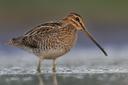 There is a snipe bird in the wild, in English it is called "snipe". This bird has a camouflage-colored plumage and is very small in stature, and it flies along an unpredictable trajectory. Therefore, few hunters manage to shoot this bird. The most successful began to be called "snipers" by the English name of the snipe bird.