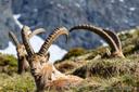 Die Jagd im Raum Graz-Umgebung: Naturräume, Aktivitäten, Ansätze, Wildarten, Grundlagen, Kalender, Gruppen, Traditionen, Besonderheiten        

Naturräume und ihre Eigen