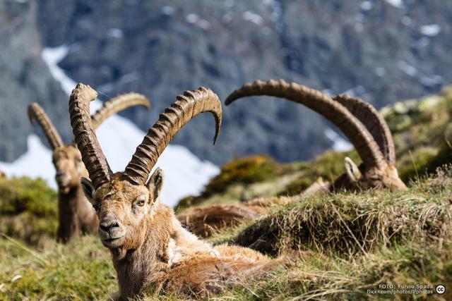 Die Jagd im Raum Graz-Umgebung: Naturräume, Aktivitäten, Ansätze, Wildarten, Grundlagen, Kalender, Gruppen, Traditionen, Besonderheiten