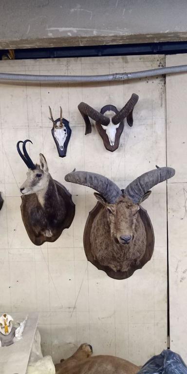 🛠Dmitry Popov visited his old taxidermist friend