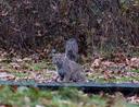 Bobcat. One picture they're sitting right on the edge of the weeds, but you can hardly tell.
I highlighted it yellow so you can see.
Oil Creek State Park.
Venango County