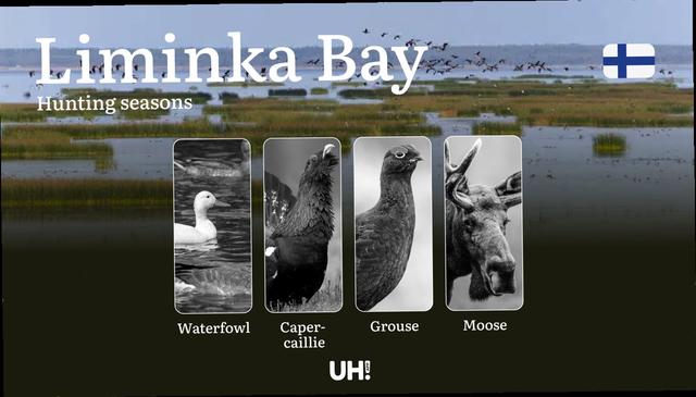 Hunting Seasons in LIMINKA BAY: Key Dates, Vital Regulations, Obtaining Hunting Licenses, Restrictions and Conservation Measures