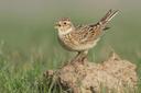 Skylarks, starlings and mistle thrushes: Endangered songbirds licensed to be killed for sport in UK

Skylarks, starlings and mistle thrushes are among the red-listed species approved to be hunted by falconers.

Should endangered wild birds be hunted for sport?

It sounds like an odd question to be asking in 2023, in the midst of a biodiversity crisis.

Yet, at a time when many avian species in the UK are under threat of regional extinction, government data reveals falconers are permitted to hunt rare songbirds.

The data, released this week by government watchdog Natural England, has caused concern among environmentalists.

What is falconry and how is it regulated in the UK?
Falconry involves hunting wild animals in their natural habitat using a trained bird of prey.

There are reportedly around 25,000 falconers in the UK. The sport itself dates back hundreds of years, and it has seen a resurgence in recent times.

While it remains legal throughout Britain, many outside the hobby are unaware that captive falcons are used to hunt native wild birds - including some endangered species.

So there was widespread criticism when it emerged that Natural England has been issuing licences to hunt red-listed songbirds - those of high conservation concern - for sport.


An application form on the government’s website asks the falconer to select a number of ‘quarry’ species they wish to kill. Among the 25 species on the list of quarry birds are 11 amber-listed and seven red-listed examples.

The licences themselves are free of charge and the approval process is at the discretion of Natural England’s staff.

Natural England is a non-departmental public body, technically making it independent of the government. It is sponsored by the UK’s Department for Environment, Food and Rural Affairs and issues licences on behalf of the government.

With Natural England’s stated aim being “to help conserve, enhance and manage the natural environment for the benefit of present and future generations, thereby contributing to sustainable development,” news of the falconry licences has angered British bird lovers.

What is the red list of threatened species?
The IUCN Red List is an internationally accepted system for classifying species at high risk of global extinction. Global and national lists are compiled to identify species in decline.

In the UK, the red list of birds is longer than ever before due to human incursion and habitat destruction. It now contains 70 species, nine of which are threatened with global extinction.

Species whose conservation status is of moderate concern are placed on the amber list.

Which endangered birds are permitted to be killed for sport in England?
The UK government’s latest licence statistics, which now include the falconry licence data for the first time, reveal that permission is regularly granted to kill several endangered species.

These include skylark, fieldfare and mistle thrush, permitting these otherwise heavily protected birds to be legally hunted.

Other red-list birds permitted to be killed in falconry include dunnocks, house sparrows, lapwings, rooks, song thrushes and starlings.
