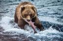 How to Become a Wildlife Photographer
Four professionals dish on the day-to-day realities of photographing big bucks, big bears, wild turkeys, elk, sheep and more
Getting
