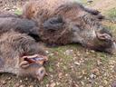 Jagd im Bern-Mittelland (Kanton Bern), Schweiz: Landschaftsbild, Bevölkerung, Jagdansätze, Wildbestand, Erlegungszeiten, Vereine, Jagdrecht und historische Bräuche

Gelände und Natur des Bezirks Bern-Mittelland für die Jagd

Der Bezirk Bern-Mittelland bietet eine abwechslungsreiche Landschaft, die ideal für die Jagd ist. Die Region ist geprägt von sanften Hügeln, dichten Wäldern und Weidelandschaften, die eine Vielzahl von Wildtieren wie Hirsche, Rehe, Füchse und Wildschweine beherbergen. Die abwechslungsreiche Topografie mit Flüssen und Tälern stellt eine Herausforderung dar und ermöglicht gleichzeitig eine intensive Jagderfahrung. Die Nähe zu städtischen Gebieten erleichtert den Zugang zur Region und bietet eine ruhige, naturnahe Atmosphäre.

Jäger und Demografie des Bezirks Bern-Mittelland

Im Bezirk Bern-Mittelland gibt es etwa 400 aktive Jäger. Diese Jäger sind gut organisiert und engagieren sich in Naturschutzprojekten. Mehrheitlich sind sie Mitglieder lokaler Jagdvereine, die regelmäßige Treffen und Schulungen durchführen, um ethische und nachhaltige Jagdpraktiken zu fördern. Die Jägerschaft setzt sich aus Einheimischen und internationalen Jägern zusammen, die die reiche Natur und die Jagdmöglichkeiten der Region schätzen.

Besonderheiten der Jagd im Bezirk Bern-Mittelland

Die Jagd in Bern-Mittelland erfordert körperliche Fitness und umfassende Kenntnisse der lokalen Geografie. Die dichten Wälder und hügeligen Landschaften stellen hohe Anforderungen an die Jäger, die oft lange Wanderungen unternehmen müssen, um Beute zu finden. Die Jagd ist strengen Vorschriften unterworfen, um gesunde und nachhaltige Wildtierpopulationen zu gewährleisten. Jäger müssen Jagdsaisons einhalten und geeignete Waffen verwenden.

Jagdarten und Wildtiere im Bezirk Bern-Mittelland

Hochwildjagd: Fokus auf Hirsche und Rehe, die in Wäldern und Weiden verbreitet sind. Diese Jagd erfordert Geduld und Geschick.
Schwarzwildjagd: Wildschweine sind ebenfalls häufig und stellen eine besondere Herausforderung dar, die spezielle Taktiken und Ausrüstung erfordert.
Kleinwildjagd: Füchse, Hasen und andere kleine Säugetiere werden oft mit Fallen oder kleinkalibrigen Waffen gejagt.
Vogeljagd: Enten, Fasane und andere Vögel werden in Feuchtgebieten und auf Feldern gejagt.

Jagdkalender im Bezirk Bern-Mittelland

Offizielle Saison: Die Hauptsaison für Hochwild beginnt im September und endet im Dezember.
Schonzeiten: Von Januar bis August ist die Jagd auf bestimmte Wildtiere verboten, um ihre Populationen zu schützen.
Sonderschutz: Für einige Arten, wie den Fuchs, gelten spezielle Schutzbestimmungen.

Jagdverbände und Interessengruppen im Bezirk Bern-Mittelland

Bern-Mittelland Jagdverein: Der Hauptverband für Jäger in der Region, der Schulungen und Workshops anbietet und sich für nachhaltige Jagdpraktiken einsetzt.
Lokale Jagdvereine: Mehrere lokale Vereine spezialisieren sich auf bestimmte Jagdarten und bieten Schulungen sowie Unterstützung an.
Naturschutzorganisationen: Diese arbeiten eng mit Jägern zusammen, um nachhaltige Jagdpraktiken zu fördern.

Jagdgesetze im Bezirk Bern-Mittelland

Lizenzen: Jäger benötigen eine gültige Jagdlizenz, die von den kantonalen Behörden ausgestellt wird und strenge Anforderungen erfüllen muss.
Waffen: Die Verwendung von Schusswaffen ist reguliert; Jäger müssen sicherstellen, dass ihre Waffen gesetzeskonform sind.
Verbote: Die Jagd in Naturschutzgebieten und in der Nähe von Wohngebieten ist untersagt. Jäger müssen Sicherheitsabstände zu Straßen und Wegen einhalten.
Meldepflicht: Jagderfolge sind den lokalen Behörden zu melden.

Jagdtraditionen im Bezirk Bern-Mittelland

Eröffnungsjagden: Traditionelle Veranstaltungen, bei denen sich Jäger treffen und die Saison offiziell beginnen. Solche Ereignisse sind oft von festlichen Mahlzeiten begleitet.
Trophäenpräsentationen: Jäger präsentieren ihre Trophäen bei lokalen Veranstaltungen, was einen bedeutenden Bestandteil der Jagdkultur darstellt.

Faszinierende Details zur Jagd im Bezirk Bern-Mittelland

Rekordtrophäen: Die Region ist bekannt für beeindruckende Trophäen, darunter große Hirsche und Wildschweine.
Naturschutzbeitrag: Die Einnahmen aus der Jagd unterstützen wesentlich Naturschutzprojekte zur Erhaltung der Biodiversität.
Einzigartige Herausforderungen: Die Jagd in den hügeligen Landschaften erfordert besondere Fähigkeiten und Kenntnisse, wodurch die Region zu einem einzigartigen Jagdziel wird.
