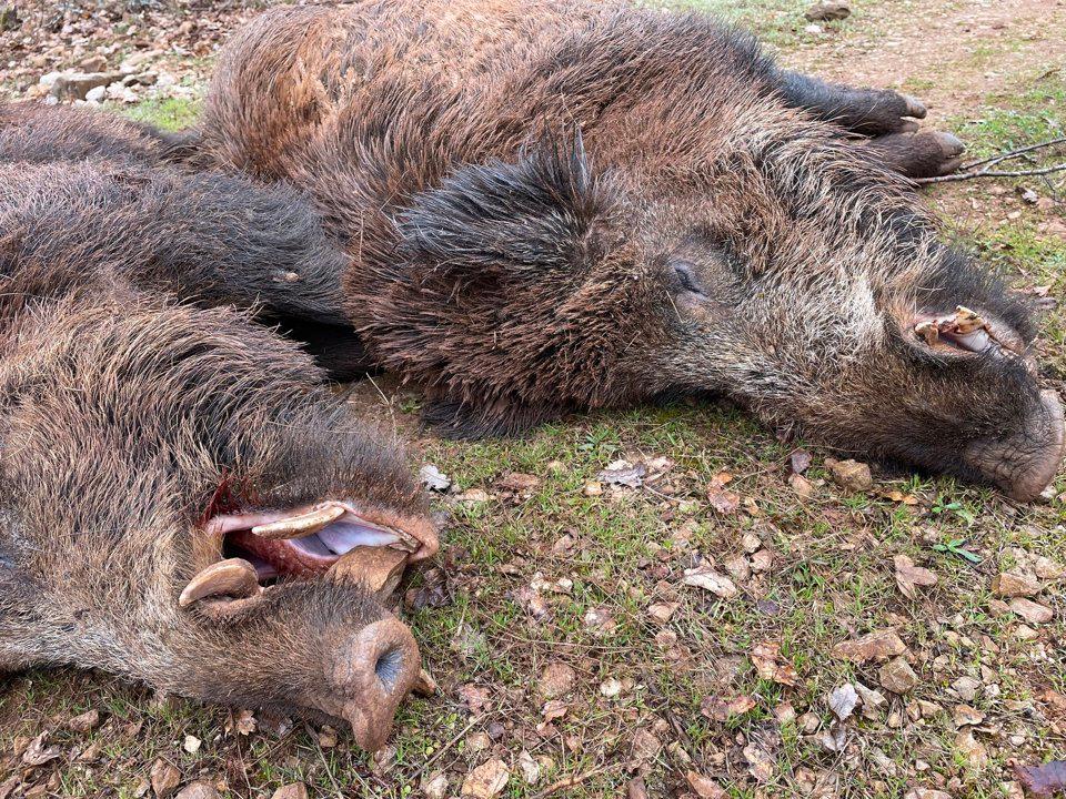Jagd im Bern-Mittelland (Kanton Bern), Schweiz: Landschaftsbild, Bevölkerung, Jagdansätze, Wildbestand, Erlegungszeiten, Vereine, Jagdrecht und historische Bräuche