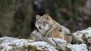 Montana judge to issue decision on wolf hunting and trapping

Montana hunters and trappers await a decision that should come sometime this week as a temporary restraining order that immediately changed the state’s wolf season expires today. District Court Judge Chris Abbot issued the restraining order earlier this month that applied to Lewis and Clark counties. The order suspended the state’s regulations, which allowed for expanded wolf hunting and trapping. 

On Monday, Abbott heard testimony regarding the issue. He said he would decide today whether the temporary limits placed on wolf hunting should continue or if the quotas and hunting methods “pending a trial over changes in the way the state estimates the size of the wolf population” to inform hunting quotas should continue, according to the Associated Press. 

In October, WildEarth Guardians and Project Coyote filed a lawsuit, alleging that Montana Fish, Wildlife and Parks (Montana FWP) and the Montana Fish and Wildlife Commission (MFWC) used “outdated and insufficient scientific data to authorize the wolf hunt.” 

The 2022/2023 quota was set at 456 wolves or roughly 40% of the state’s wolf population. 

However, according to Francisco Santiago-Avila, science and conservation manager with Project Coyote, “the state’s current population estimation method overestimates the number of wolves in the state,” allowing hunters to kill more wolves. He also alleged that “higher quotas lead to more poaching that is not accurately accounted for in population models.”

To date, Montana FWP estimates the state wolf population to be about 1,160 wolves with 15 breeding pairs.

Quentin Kujala, Montana FWP chief of staff, said “the commission proposed a quota amounting to 40% of the estimated wolf population, which they believed would lead to the legislative-mandated decrease in the number of wolves in Montana even after new litters of pups are born in the spring.” Poaching numbers are also accounted for when determining the state quota. 

Abbott has not made an immediate decision but is expected to issue a ruling prior to the official expiration of the temporary restraining order. Stay tuned to GOHUNT for further updates.