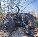 Black Death vs Ruger built Marlin model 1895 Guide Gun in 45-70 GOVT, topped with a Trijicon AccuPoint 1-6x24 and using a Hornady custom load with a 250gr monoflex bullet. 
The Cowboy Way! 
