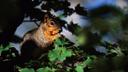 Tips for Hunting Fox Squirrels
Tactics for hunting our largest tree squirrel aren’t the same as for more common gray squirrels
“Let’s go chase after a fox squirrel.” 
Tho