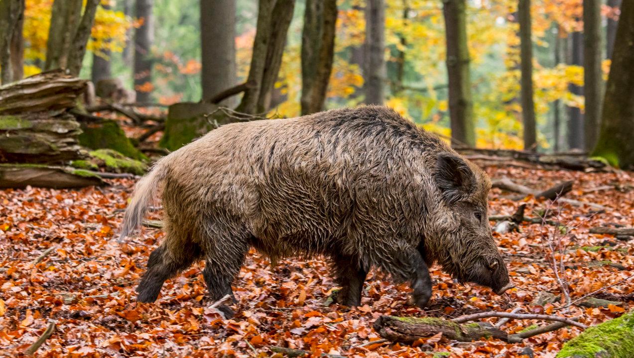 Jagd im Bezirk Gonten (Kanton Appenzell Innerrhoden), Schweiz: Bevölkerung, Jagdstrategien, Wildarten, Jagdsaisons, Clubs, Lizenzen und Traditionen