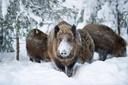 Winter ist zurück: Bitte auf Wildtiere achten!
Wildtiere benötigen Ruhe, um Energie zu sparen und über den Winter zu kommen. Jägerinnen und Jäger unterstützen, wenn natür