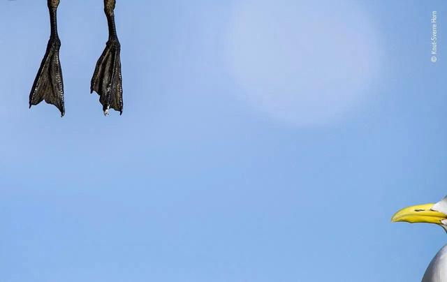 The Funniest Photos in the History of the Wildlife Photographer of the Year Contest.