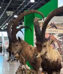 FeHoVa 2025 review

As an avid hunter, attending the FeHoVa 2025 exhibition in Budapest on February 8th was a thrilling experience. The event exceeded my expectations in 