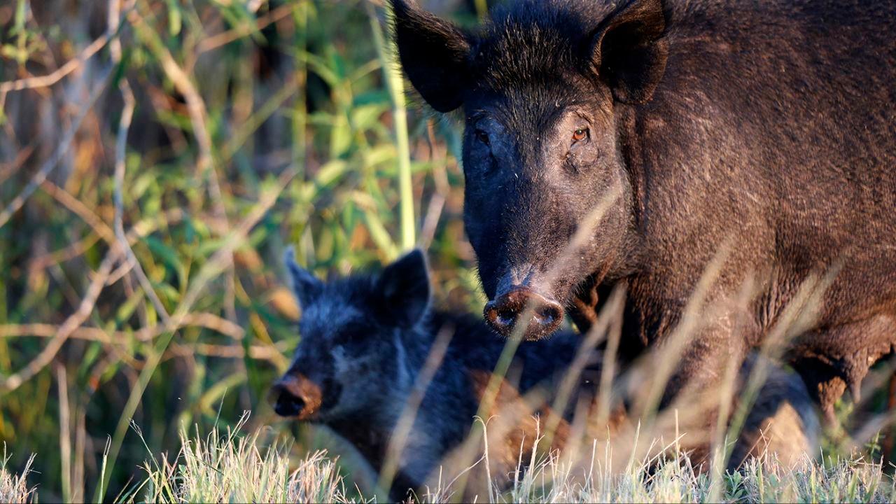 Outback QLD Feral Pig Hotspots: Where to Hunt and What to Expect, Demographics, Legislation System, Associations and Clubs, Laws and Hunting Seasons 
