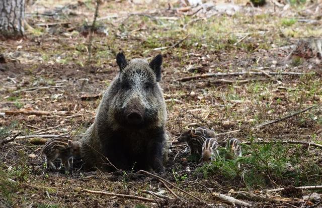 Die <strong>Jagd</strong> im Bezirk Korneuburg: Lebensraum, Wildbestände, Jägerschaft, <strong>Jagdsaison</strong>, Jagdmethoden,  Rahmenbedingungen, Gemeinschaften, Aspekte, Details 