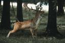 Caza en Cataluña: Experiencia de Caza Única Entre los Pirineos Catalanes y Zonas Mediterráneas con Rica Biodiversidad

Cataluña es una región autónoma en el noreste de Es