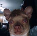 Sad Doggo
