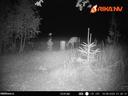🦌🔥Na našem hranilištu sve je stabilno - kopitari redovito izlaze navečer i noću!

Predatora nema jako dugo, sudeći po snimci i tragovima okolo, pa se životinja osjeća maksimalno ugodno👍