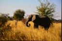 One for the Road
Pachydermia
The fading symbol of Africa
 

To the wide world, the elephant is the symbol of Africa.  Hunters might hold out for the lion, and the greater