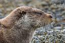Otter set taken earlier this month on the Isle of Mull, Inner Hebrides, Scotland.

Canon R7 and Canon RF 100-500mm lens.

