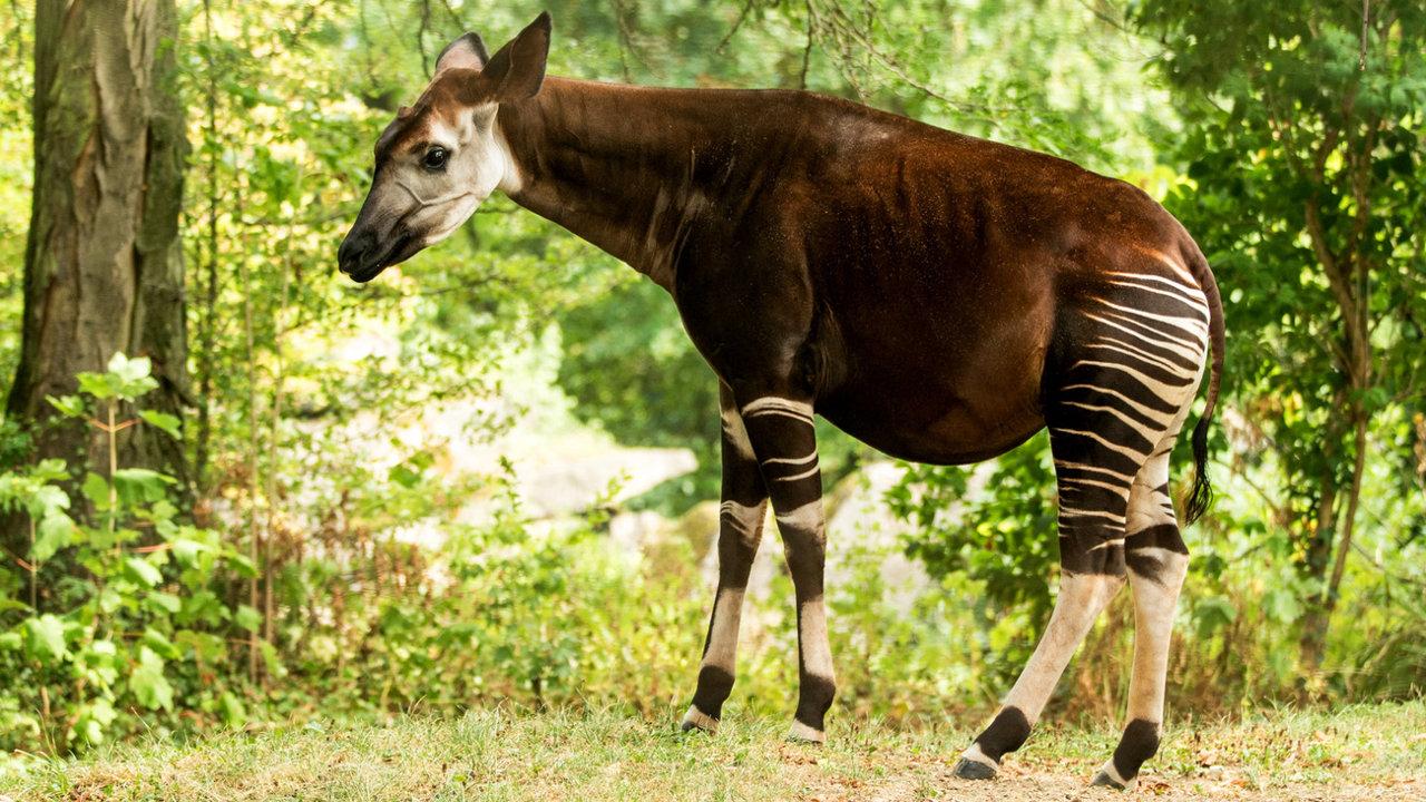 Hunting in Haut-Lomami: Ecosystem Diversity, Rural Hunting Culture, and Game Availability
