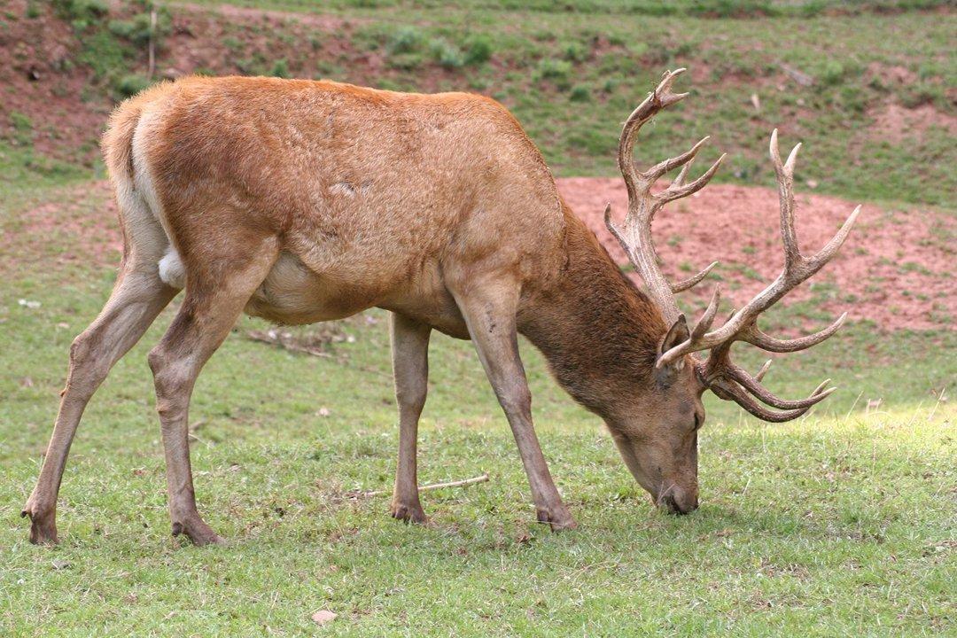 Everything you need to know for hunting: associations and clubs, laws, season, wild landscapes and geography in Kaimanawa Ranges