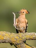 Huppe fasciée 
Eurasian hoopoe 
Skikda - Algérie.