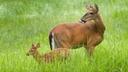 Maine and Massachusetts could soon see bans lifted on Sunday hunting

Some states are steadily chipping away at longstanding bans on Sunday hunting, and there's a push to overturn the laws in Maine and Massachusetts, the final two states with full bans.

Maine’s highest court is considering a lawsuit asking whether the state's 19th century law, which prevents hunting big game animals such as deer, moose and turkeys on Sundays, is still necessary. In Massachusetts, where hunters are also lobbying for Sunday hunting rights, there is a renewed effort to change state laws forbidding the practice.

Forty states have no prohibitions on hunting on Sundays.