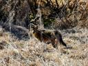 Was lucky enough to capture this rare sighting of a Coyote ,but Unlucky in the focus part . 😆