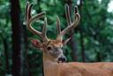 Colorado wildlife expert report on state of CWD

With the first five-year period of mandatory chronic wasting disease (CWD) testing in the books, Colorado wildlife experts shared what they’ve learned about the prevalence of the disease within the state. Between 2017 and 2021, Colorado Parks and Wildlife (CPW) collected CWD samples from deer during hunting season in an effort to determine infection rates and future strategies for disease management, according to The Fort Morgan Times.
