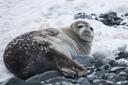 La chasse dans les ÎLES ARCTIQUES au Canada: Caractéristiques géographiques, traditions ancestrales et législation spécifique

L’Arctique canadien est une région fascinante où la chasse joue un rôle central dans la vie des communautés locales. Terre de vastes étendues glacées et de faune sauvage emblématique, cette zone recèle des opportunités exceptionnelles pour les chasseurs tout en imposant des défis uniques. Cet article explore les caractéristiques géographiques, les traditions, la législation et les pratiques modernes liées à la chasse dans les îles arctiques du Canada.

Caractéristiques Géographiques et Naturelles Favorables à la Chasse  

La région arctique canadienne, qui inclut le Nunavut, les Territoires du Nord-Ouest et le Yukon, offre des paysages spectaculaires allant des glaciers éternels aux toundras désolées. Ces espaces isolés abritent une biodiversité unique adaptée aux conditions extrêmes. Les chasseurs y trouvent des terrains de chasse variés, avec des environnements maritimes riches près des côtes et des zones terrestres propices à la traque de grands mammifères. Le climat rigoureux et les longs hivers rendent la chasse non seulement une activité récréative mais aussi une nécessité culturelle et économique pour certaines communautés autochtones comme les Inuits. Les températures glaciales et l'isolement forcent les chasseurs à adopter des techniques spécifiques, souvent transmises de génération en génération.

Chasseurs et Démographie Locale  

Les populations locales, principalement inuites, comptent parmi les principaux chasseurs de la région. Bien que des données exactes sur le nombre total de chasseurs soient rares, on estime que plusieurs milliers d'individus participent régulièrement à des activités de chasse traditionnelle ou sportive. Dans le Nunavut, par exemple, la chasse reste essentielle pour subvenir aux besoins alimentaires des familles ainsi que pour préserver les coutumes ancestrales. Outre les résidents locaux, des chasseurs internationaux affluent également chaque année dans ces contrées reculées, attirés par la possibilité de traquer des animaux emblématiques tels que le caribou, l’ours polaire ou encore le phoque. 
 
Caractéristiques et Types de Chasse  

La chasse dans les îles arctiques se divise en deux grandes catégories: la chasse traditionnelle  pratiquée par les peuples autochtones et la chasse sportive , destinée aux amateurs expérimentés venus d’ailleurs. 

    Chasse Traditionnelle 
    Elle repose largement sur des méthodes ancestrales respectueuses de l’environnement. Les Inuits utilisent encore fréquemment des harpons, des filets et des armes à feu adaptées pour capturer leurs proies dans des conditions difficiles. Cette forme de chasse est vitale pour leur survie et identité culturelle.

    Chasse Sportive 
    Réservée aux visiteurs extérieurs, elle impose des règles strictes et nécessite souvent l’accompagnement d’un guide local. Ce type de chasse permet notamment de traquer des espèces comme l’ours polaire sous surveillance stricte afin de protéger les écosystèmes fragiles. 

Animaux Chassés et Saisons de Chasse  

Parmi les animaux les plus recherchés figurent: 
    Le phoque , dont la chasse est profondément ancrée dans la culture locale;
    Le caribou , symbole de la toundra arctique;
    L’ours polaire , une cible prisée bien qu’encadrée par des quotas stricts;
    Le bœuf musqué , présent dans certaines parties du territoire.
Les saisons de chasse varient selon les espèces. Par exemple, la chasse au phoque s’étend généralement d’avril à juin, tandis que celle du caribou se pratique surtout en automne lorsque les troupeaux migrent vers le sud.

Associations et Clubs de Chasseurs  

Bien que peu nombreux dans cette région isolée, certains groupes locaux œuvrent pour promouvoir la gestion durable des ressources naturelles. Parmi eux, on trouve des organisations telles que Nunavut Wildlife Management Board  (NWMB) qui collaborent avec les communautés pour superviser les activités cynégétiques et garantir leur durabilité. 

Législation de la Chasse dans la Région  

Depuis janvier 2020, tous les résidents des Territoires du Nord-Ouest doivent suivre une formation obligatoire avant de pouvoir obtenir leur permis de chasse. Cette mesure vise à sensibiliser les participants aux bonnes pratiques et à minimiser l’impact écologique.
Quant aux chasseurs étrangers, ils doivent être accompagnés par un guide certifié et respecter des quotas précis pour éviter toute surexploitation des ressources. 

Traditions Locales et Importance Culturelle  

Pour les Inuits, la chasse transcende la simple quête de nourriture. Elle incarne un mode de vie ancestral basé sur le respect mutuel entre l’homme et la nature. Chaque étape – depuis la traque jusqu’à la préparation des proies – est imprégnée de rituels et de savoir-faire hérités des ancêtres. Roger Frison Roche a souligné dans son film "Peuples chasseurs de l’Arctique" combien ces pratiques sont cruciales pour maintenir l’identité culturelle face aux bouleversements modernes. 

Faits Intéressants sur la Chasse dans l’Arctique Canadien  

    En moyenne, un chasseur inuit peut parcourir des dizaines de kilomètres à pied ou en traîneau pour atteindre ses proies.
    Le trophée d’ours polaire est l’un des plus convoités au monde, mais moins de 500 permis sont délivrés annuellement pour préserver l’espèce.
    La viande issue de la chasse traditionnelle représente jusqu’à 70 % de l’alimentation quotidienne des ménages inuits dans certaines régions. 

La chasse dans les îles arctiques du Canada est bien plus qu’une activité sportive ; elle constitue un pilier essentiel de la culture et de l’économie locale. Entre traditions séculaires et réglementations modernes, cette pratique continue d’évoluer tout en restant profondément connectée aux valeurs fondamentales des peuples nordiques. 