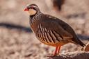 Spanish Partridge