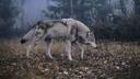 Six Washington wolves were poisoned

Six wolves are dead after ingesting poison and the Washington Department of Fish and Wildlife (WDFW) is offering over $51,000 in rewards for information that leads to a conviction. In February, officials discovered four dead wolves about 65 miles northwest of Spokane, Washington; two more dead wolves were discovered within a month, according to the New York Times.

All were members of the Wedge pack in Stevens County. 

The pack had a reputation for trouble. In July 2020, an adult female was lethally removed after repeat livestock depredation on public and private land and other members were also lethally removed for the same issue. While singular wolves have been poached across the state, the death of six is in a league of its own.

“With increased patrols and enforcement presence we are hopeful that this type of illegal activity is not replicated by those responsible for the initial poaching or attempts made by potential copycats,” said WDFW spokesperson Becky Elder, who declined to specify which the type of poison used.

Gray wolves are listed as endangered under state law and the federal Endangered Species Act in the western portion of the state, meaning whoever did this will face a one-year jail sentence and a fine of up to $5,000.

“It is deeply disturbing that even with the use of publicly funded deterrents and state intervention in response to depredations, there is still a situation where someone felt compelled to do this,” Paula Swedeen, a policy director at Conservation Northwest, one of the organizations offering the rewards, said in a news release.

Eight organizations have put together a reward of $51,400 for information that leads to a conviction in the poisonings.