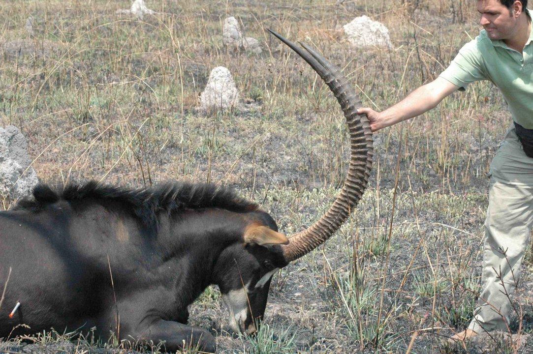 Hunting in Benguela, Angola: Landscapes, Game Species, Types of Hunting, Seasons, Clubs and Local Laws